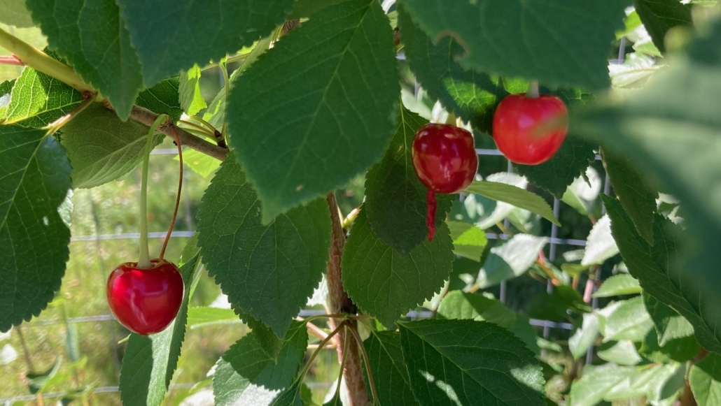 Cherries growing on one of CBI's fruit trees.