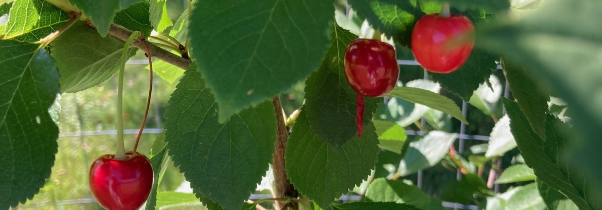 Cherries growing on one of CBI's fruit trees.