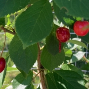 Cherries growing on one of CBI's fruit trees.