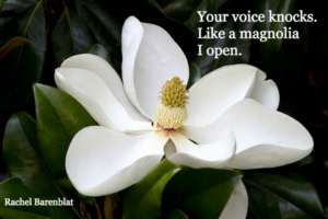 "Your voice knocks. Like a magnolia I open." (R. Rachel Barenblat)