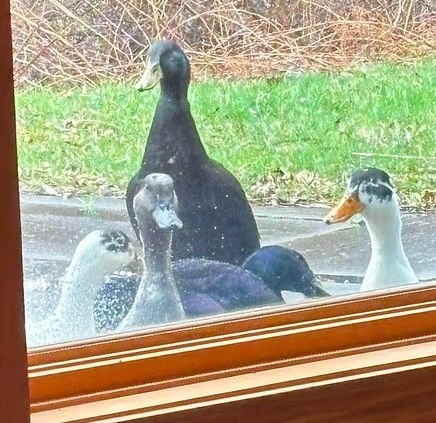A group of ducks near the sanctuary window