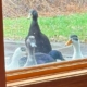A group of ducks near the sanctuary window