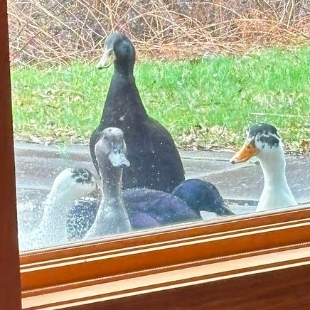 A group of ducks near the sanctuary window